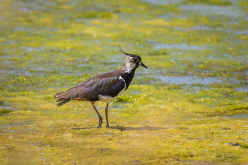 A Northern lapwing standing near a pond