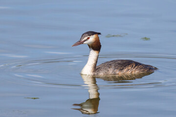 Great crested grebe swimming on a lake