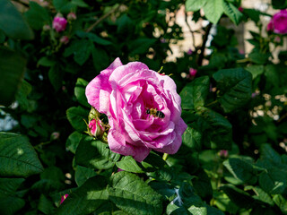 pink rose in garden with a bee on sunny day