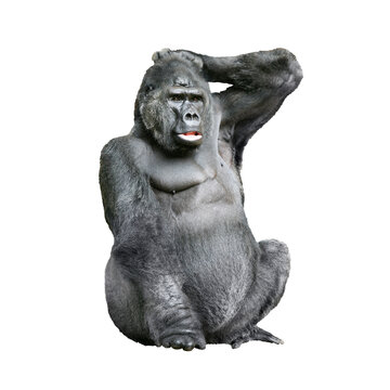 Gorilla
