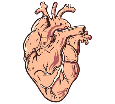 Human Heart Anatomy. Vector illustration in white colors.