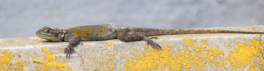 Agame Lizard in a Parking Lot