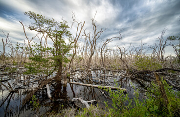 Dead Trees in Swamp