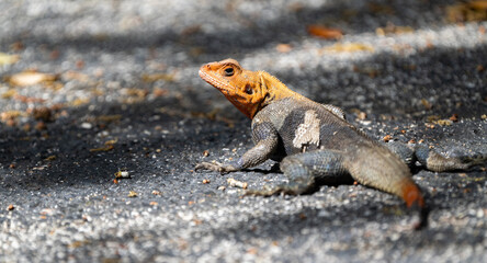 Agame Lizard in a Parking Lot