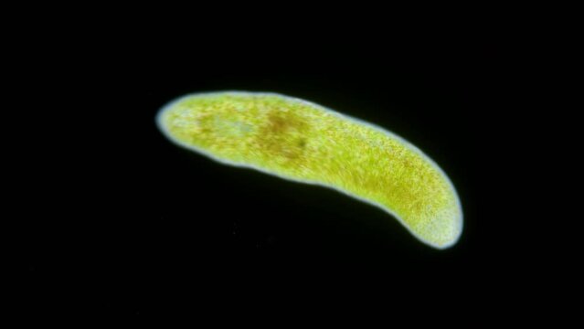 Worm Turbellaria, order Acoela under a microscope. Indian ocean