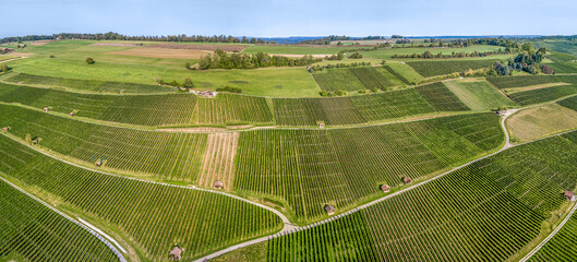 Aerial panorama image by drone over vineyard in summer time with beautiful patterns - Powered by Adobe