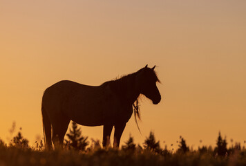 Obraz na płótnie Canvas Wild Horse at Sunset in the Pryor Mountains Montana in Summer