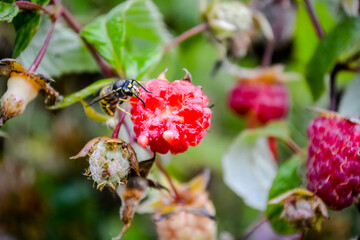 the wasp eats raspberries