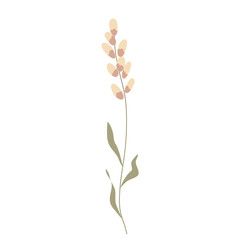 Vector illustration of field grass, flower, dry in flat style, isolated on a white background