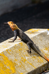 Agame Lizard in a Parking Lot