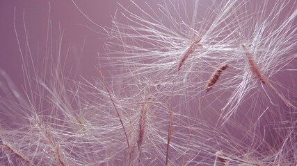 Fluffy ornamental grass close-up. background image