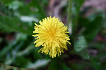 flower, yellow, nature, plant, flowers, close-up, bloom