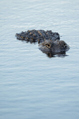 alligator in the everglades