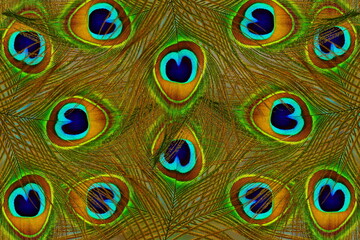 beautiful peacock feathe texture background 