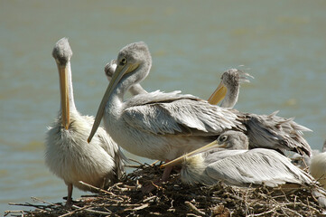 Pélican gris,.Pelecanus rufescens , Pink backed Pelican