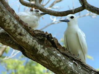 Gygis blanche, nid, oeuf,.Gygis alba, White Tern Seychelles