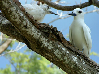 Gygis blanche, nid, oeuf,.Gygis alba, White Tern Seychelles