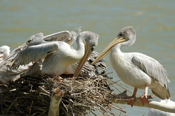 Pélican gris,.Pelecanus rufescens , Pink backed Pelican