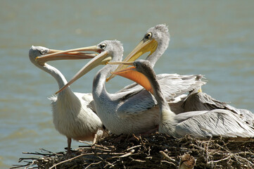 Pélican gris,.Pelecanus rufescens , Pink backed Pelican