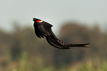 Euplecte à longue queue,.Euplectes progne, Long tailed Widowbird, Afrique du Sud