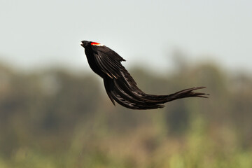 Euplecte à longue queue,.Euplectes progne, Long tailed Widowbird, Afrique du Sud