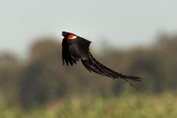 Euplecte à longue queue,.Euplectes progne, Long tailed Widowbird, Afrique du Sud