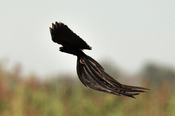 Euplecte à longue queue,.Euplectes progne, Long tailed Widowbird, Afrique du Sud