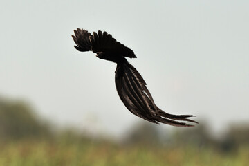 Euplecte à longue queue,.Euplectes progne, Long tailed Widowbird, Afrique du Sud