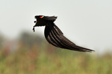 Euplecte à longue queue,.Euplectes progne, Long tailed Widowbird, Afrique du Sud