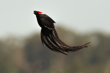 Euplecte à longue queue,.Euplectes progne, Long tailed Widowbird, Afrique du Sud