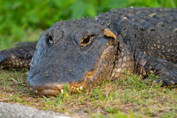 alligator in the swamp