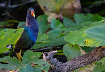 Purple Gallinule in Everglades Swamp