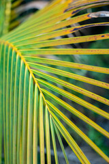 palm tree leaf