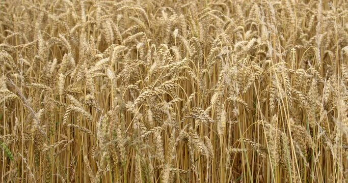 A lot of ripe wheat spikelets are swaying in the Irish farmer's field. Wheat plant close-up. Ripe cereal crops.