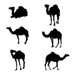 set of camels silhouettes