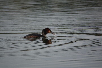 great crested grebe (Podiceps cristatus) wit small fish