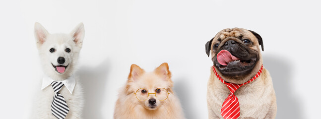 A comical portrait of dogs working in the office. Free space for text. Funny calendar wallpapers.