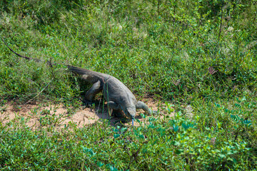 Wild varan in the Yala National Park. Sri Lanka