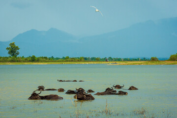 Buffalo on the river in the National Park