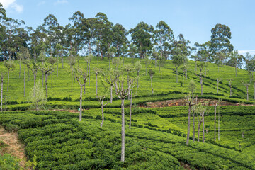 Fototapeta na wymiar The view of Tea plantation of Sri Lanka