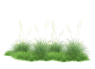 Green grass isolated on png background