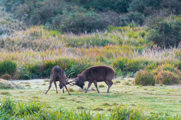 Fototapeta na wymiar Deers in the National Park