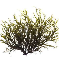 green codium seaweed, isolated on transparent background cutout , generative ai