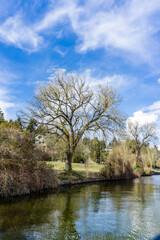 Obraz premium Early Spring Stately Tree