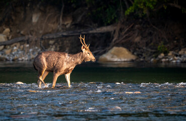 alert male sambar deer or rusa unicolor side profile walking in fast flowing ramganga river water in winter morning light at dhikala zone of jim corbett national park forest reserve uttarakhand india