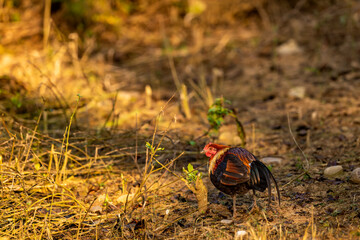 Red junglefowl or Gallus gallus bird closeup a wild ancestor of the domestic fowl or chicken in winter sunlight at jim corbett national park forest uttarakhand india asia