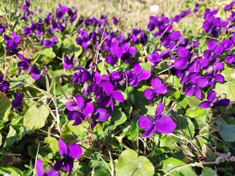 flowers in the garden