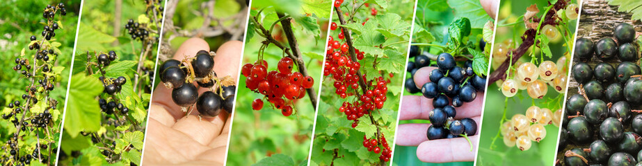 Collage of red, black, and white currants in summer. Summer harvest in the garden. Banner format