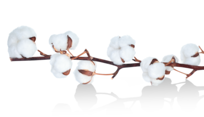 Coton Flower on delicate white background, natural creative concept