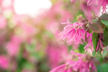 rose red loropetalum flower dreamy background material